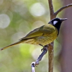 Nesoptilotis leucotis (White-eared Honeyeater) at Tidbinbilla Nature Reserve - 3 Dec 2018 by RodDeb