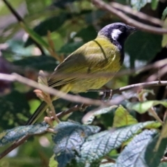 Nesoptilotis leucotis at Paddys River, ACT - 3 Dec 2018 01:40 PM