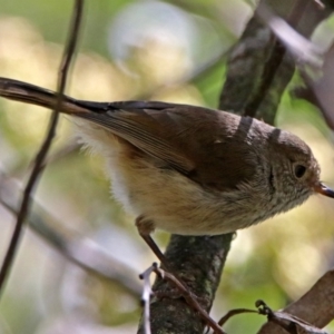 Acanthiza pusilla at Paddys River, ACT - 3 Dec 2018 01:49 PM