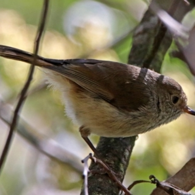 Acanthiza pusilla (Brown Thornbill) at Paddys River, ACT - 3 Dec 2018 by RodDeb