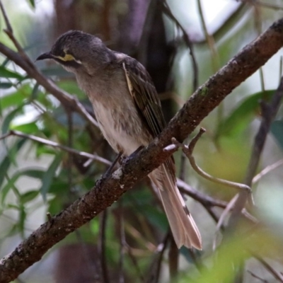 Caligavis chrysops (Yellow-faced Honeyeater) at Tidbinbilla Nature Reserve - 3 Dec 2018 by RodDeb