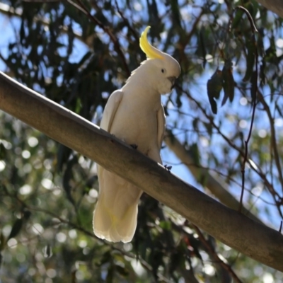 Cacatua galerita (Sulphur-crested Cockatoo) at Tidbinbilla Nature Reserve - 3 Dec 2018 by RodDeb
