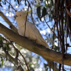 Cacatua galerita at Paddys River, ACT - 3 Dec 2018