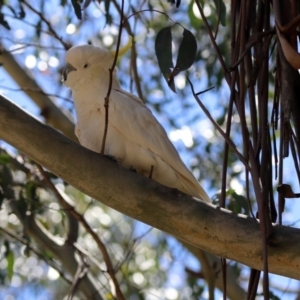 Cacatua galerita at Paddys River, ACT - 3 Dec 2018