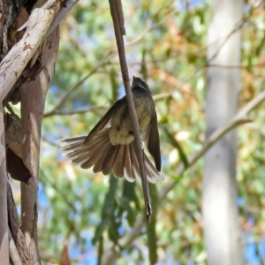 Rhipidura albiscapa at Paddys River, ACT - 3 Dec 2018