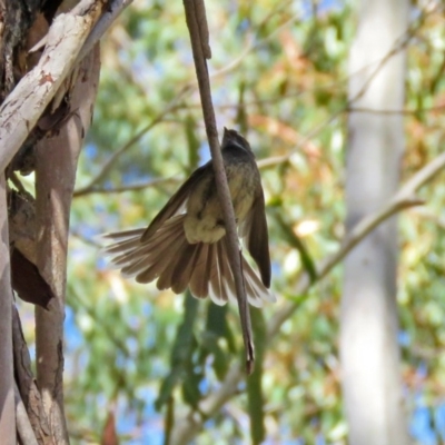 Rhipidura albiscapa (Grey Fantail) at Tidbinbilla Nature Reserve - 3 Dec 2018 by RodDeb