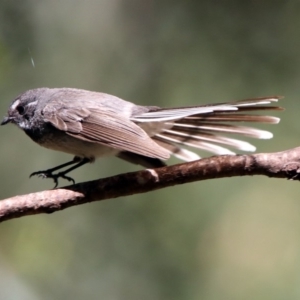 Rhipidura albiscapa at Paddys River, ACT - 3 Dec 2018