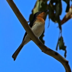 Myiagra cyanoleuca at Paddys River, ACT - 3 Dec 2018 03:05 PM