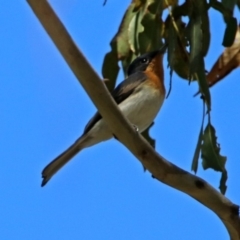 Myiagra cyanoleuca at Paddys River, ACT - 3 Dec 2018 03:05 PM