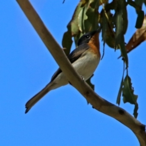 Myiagra cyanoleuca at Paddys River, ACT - 3 Dec 2018 03:05 PM