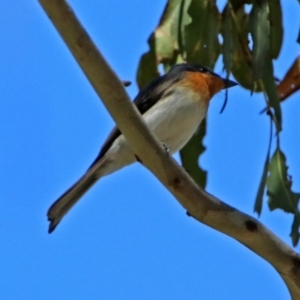 Myiagra cyanoleuca at Paddys River, ACT - 3 Dec 2018 03:05 PM