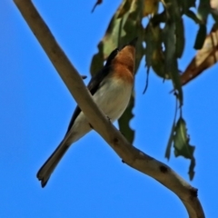 Myiagra cyanoleuca at Paddys River, ACT - 3 Dec 2018