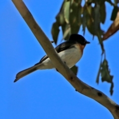 Myiagra cyanoleuca at Paddys River, ACT - 3 Dec 2018