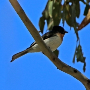 Myiagra cyanoleuca at Paddys River, ACT - 3 Dec 2018 03:05 PM