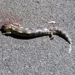 Tiliqua nigrolutea (Blotched Blue-tongue) at Paddys River, ACT - 3 Dec 2018 by RodDeb