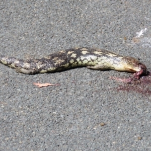 Tiliqua nigrolutea at Paddys River, ACT - 3 Dec 2018