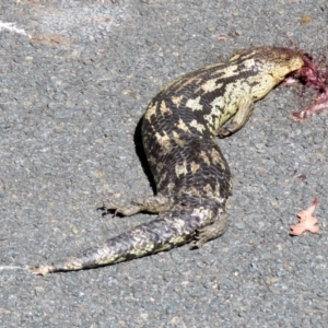 Tiliqua nigrolutea at Paddys River, ACT - 3 Dec 2018