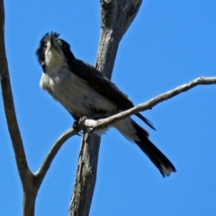 Cracticus torquatus (Grey Butcherbird) at Tidbinbilla Nature Reserve - 3 Dec 2018 by RodDeb