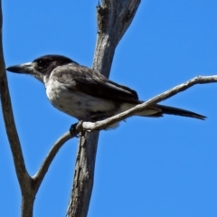 Cracticus torquatus at Paddys River, ACT - 3 Dec 2018 03:39 PM