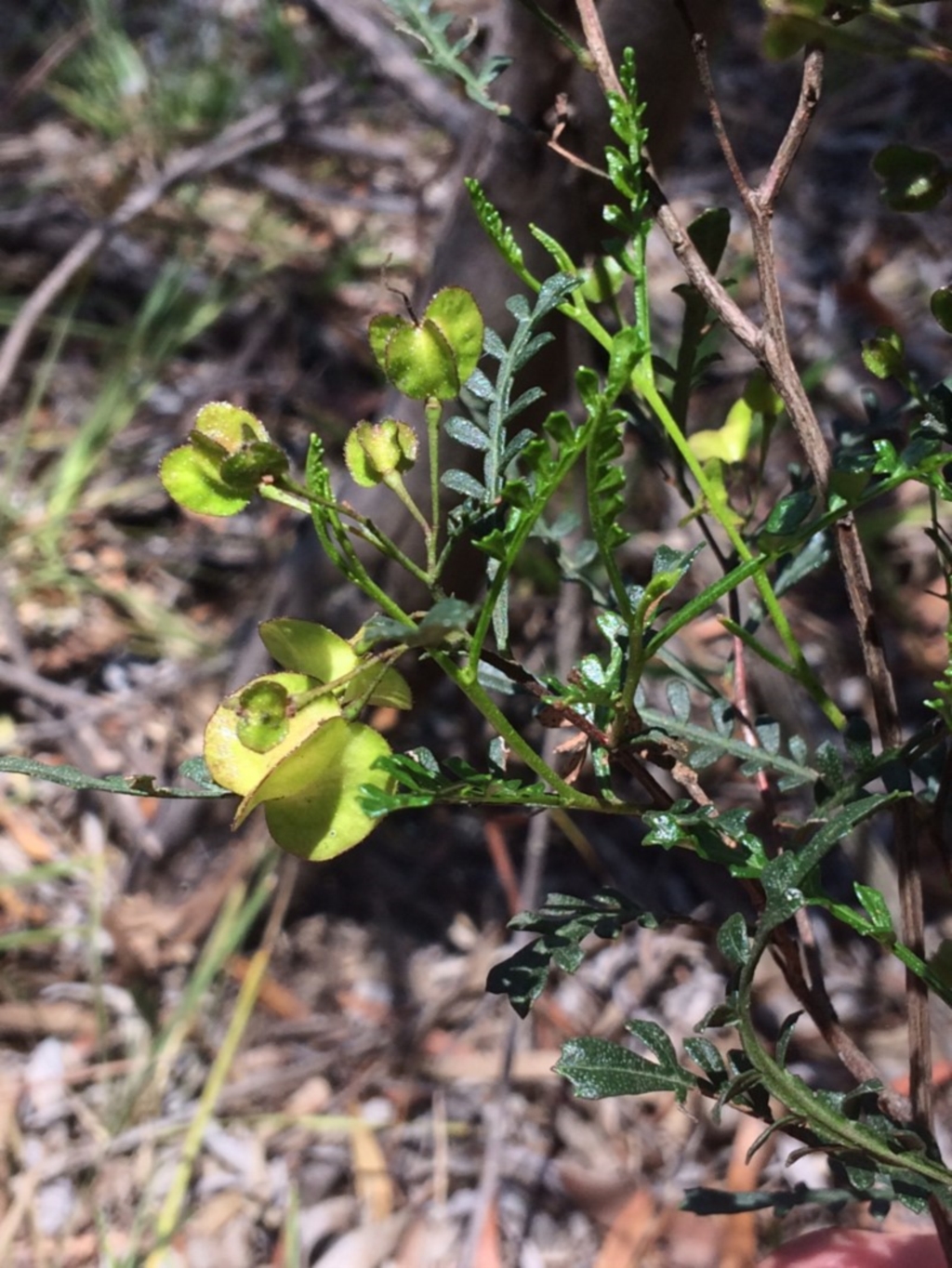 Dodonaea boroniifolia at Aranda, ACT - 4 Dec 2018