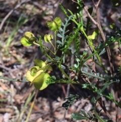 Dodonaea boroniifolia (Boronia hopbush) at Aranda, ACT - 4 Dec 2018 by NickiTaws