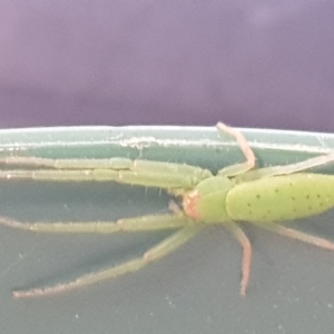 Cetratus rubropunctatus at Higgins, ACT - 4 Dec 2018