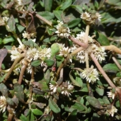 Alternanthera sp. A Flora of NSW (M. Gray 5187) J. Palmer at Greenway, ACT - 4 Nov 2018 by RWPurdie