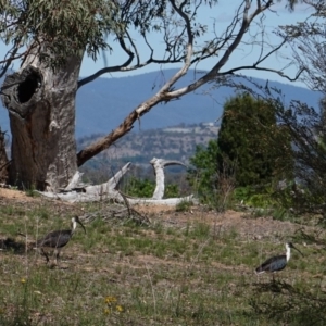 Threskiornis spinicollis at Hughes, ACT - 4 Dec 2018