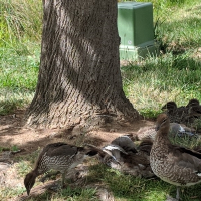 Chenonetta jubata (Australian Wood Duck) at Phillip, ACT - 4 Dec 2018 by JackyF