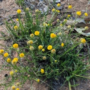 Calotis lappulacea at Deakin, ACT - 2 Dec 2018