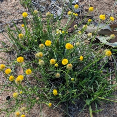 Calotis lappulacea (Yellow Burr Daisy) at Deakin, ACT - 2 Dec 2018 by JackyF