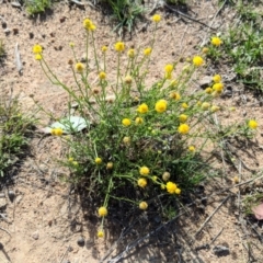 Calotis lappulacea at Deakin, ACT - 2 Dec 2018