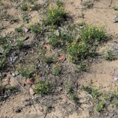 Calotis lappulacea at Deakin, ACT - 2 Dec 2018