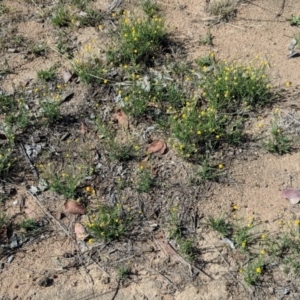 Calotis lappulacea at Deakin, ACT - 2 Dec 2018