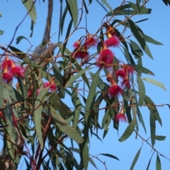 Eucalyptus leucoxylon (Yellow Gum) at Red Hill to Yarralumla Creek - 3 Dec 2018 by JackyF