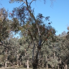 Eucalyptus leucoxylon at Hughes, ACT - 3 Dec 2018 05:55 PM