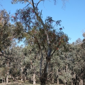 Eucalyptus leucoxylon at Hughes, ACT - 3 Dec 2018