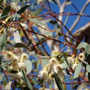 Eucalyptus leucoxylon at Red Hill to Yarralumla Creek - 3 Dec 2018