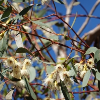 Eucalyptus leucoxylon (Yellow Gum) at Hughes, ACT - 3 Dec 2018 by JackyF