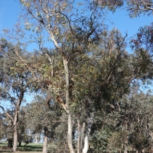 Eucalyptus leucoxylon at Hughes, ACT - 3 Dec 2018