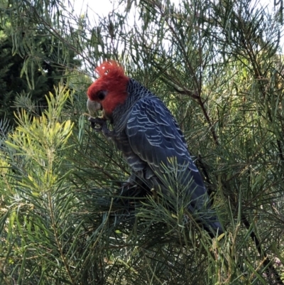 Callocephalon fimbriatum (Gang-gang Cockatoo) at Hughes, ACT - 4 Dec 2018 by allyire