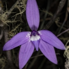 Glossodia major (Wax Lip Orchid) at Mulligans Flat - 6 Oct 2018 by DerekC