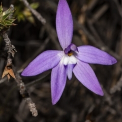 Glossodia major at Amaroo, ACT - 6 Oct 2018