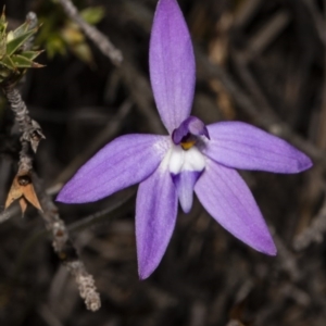 Glossodia major at Amaroo, ACT - 6 Oct 2018