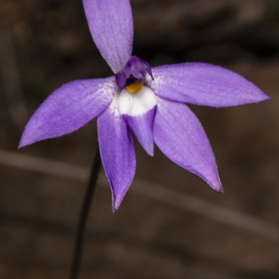 Glossodia major (Wax Lip Orchid) at Mulligans Flat - 6 Oct 2018 by DerekC