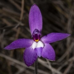 Glossodia major (Wax Lip Orchid) at Mulligans Flat - 6 Oct 2018 by DerekC