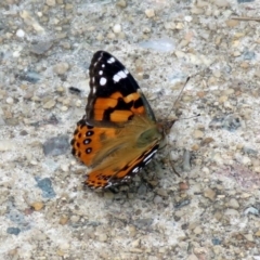 Vanessa kershawi (Australian Painted Lady) at Red Hill Nature Reserve - 4 Dec 2018 by RodDeb