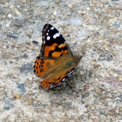 Vanessa kershawi (Australian Painted Lady) at Red Hill Nature Reserve - 4 Dec 2018 by RodDeb