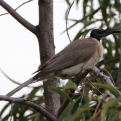 Philemon corniculatus (Noisy Friarbird) at Red Hill Nature Reserve - 4 Dec 2018 by RodDeb