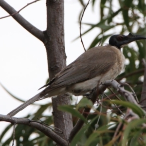 Philemon corniculatus at Red Hill, ACT - 4 Dec 2018 05:24 PM